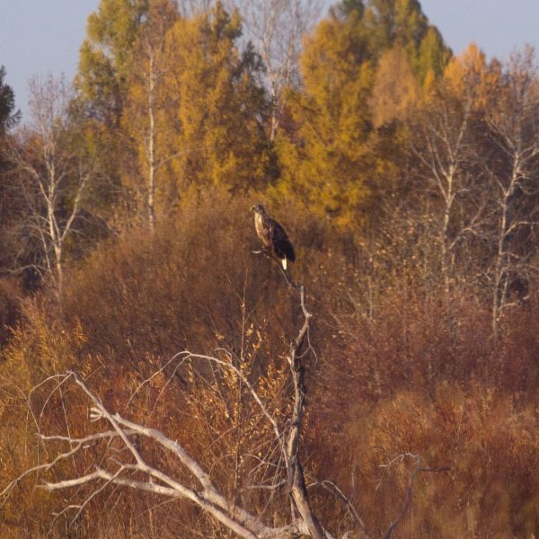 Bald Eagle
