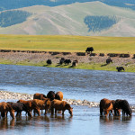 Horses and yaks