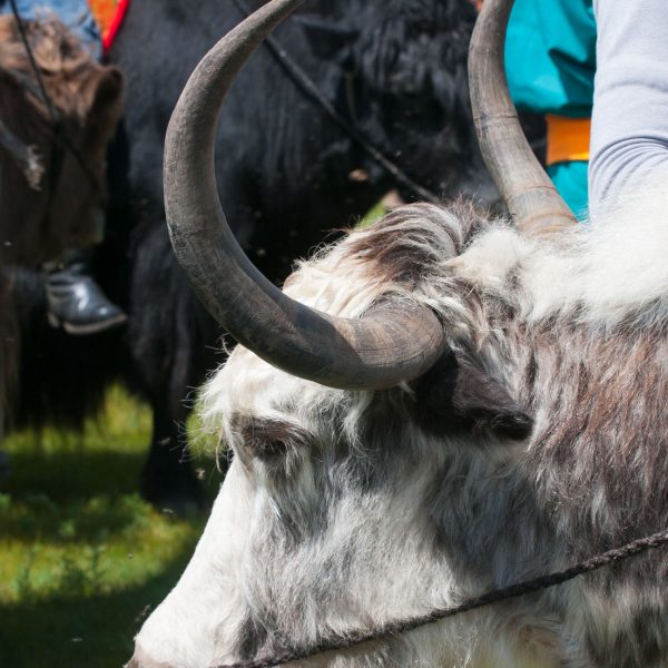 Yak