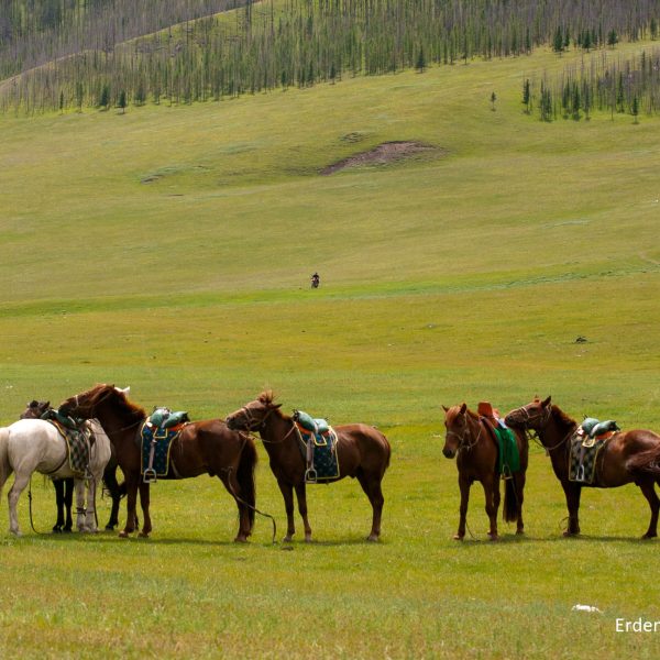 Mongolian Horses