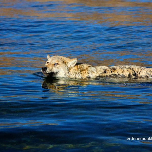 Wolf crossing Eg river