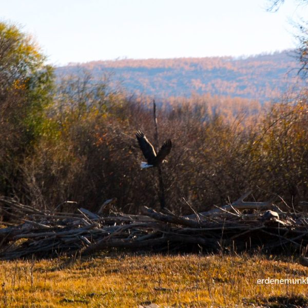 Bald Eagle