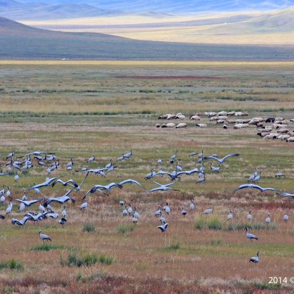 Cranes before migration