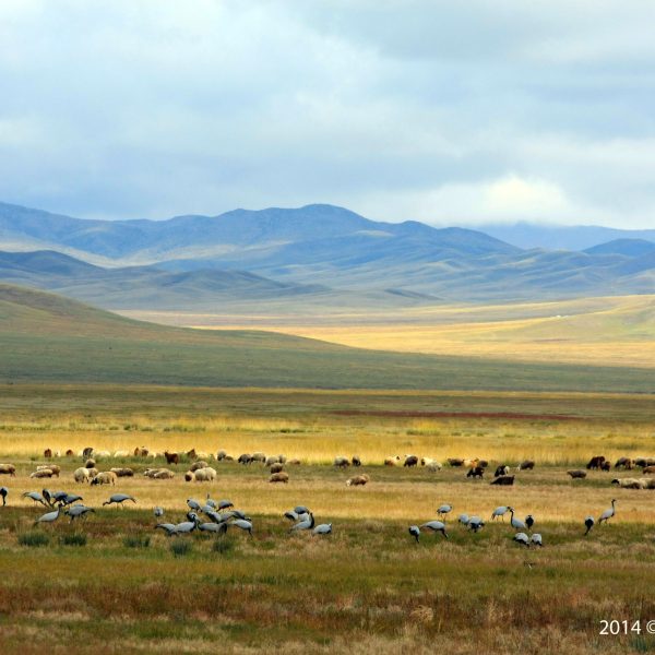 Cranes before migration