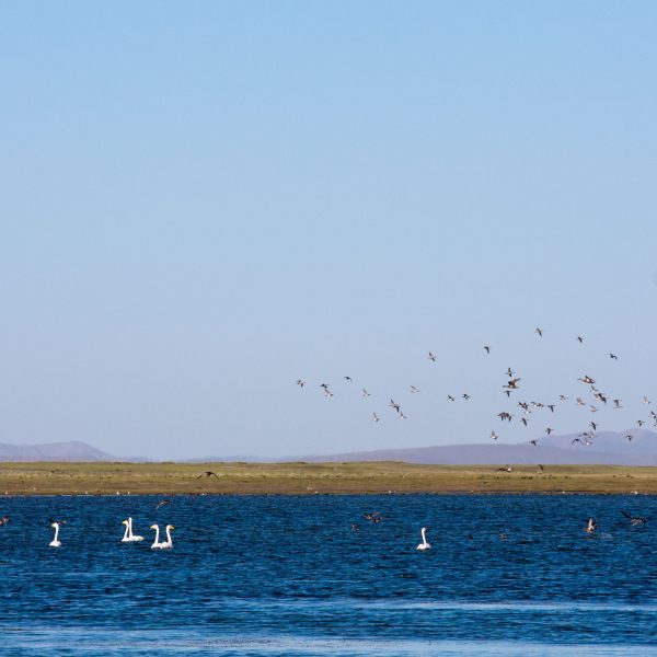 Ugii lake is a bird heaven