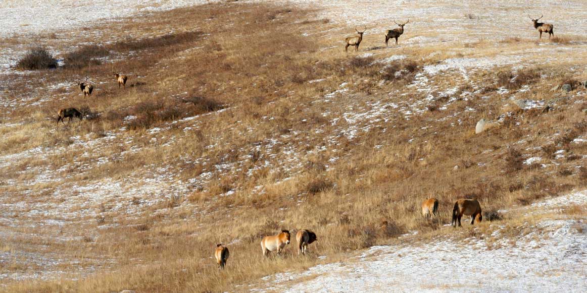 Red Deers and Wild Horses in Hustai National Park