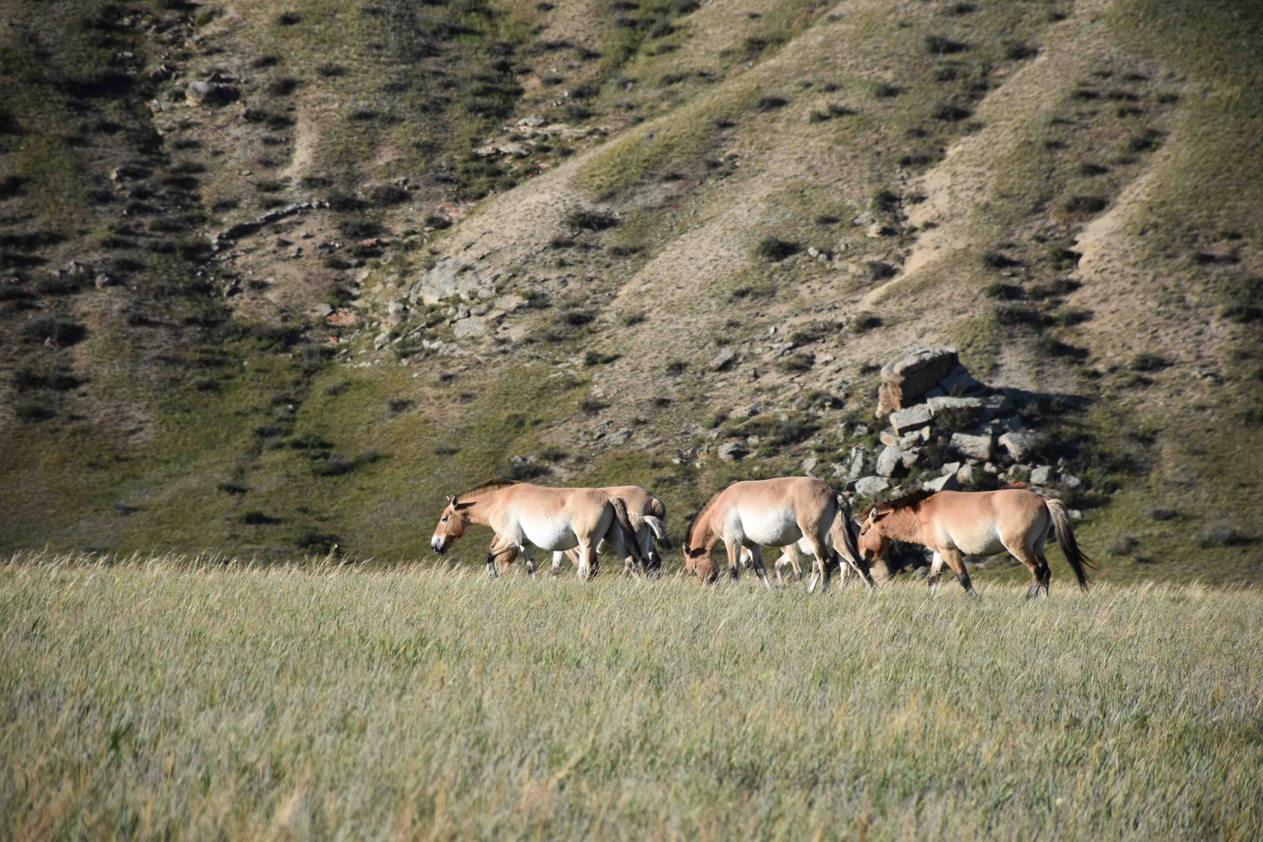 Hustai Wild Horse Zendmen Travel Mongolia