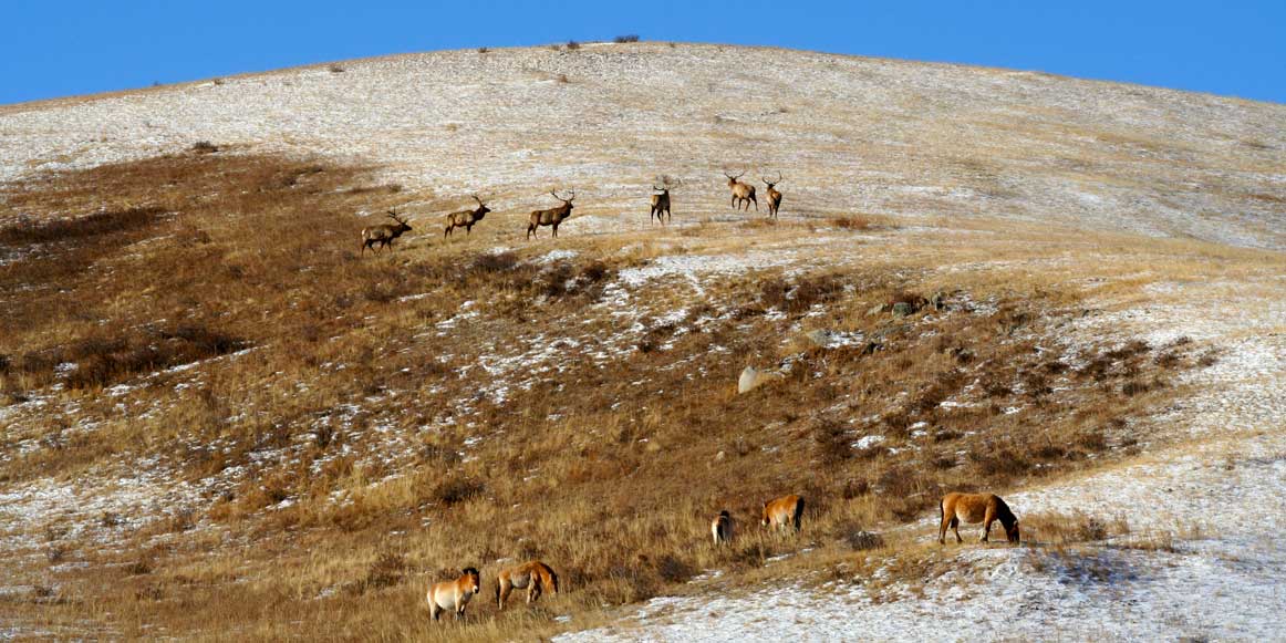 Wild Horses and Red Deers in Hustai National Park