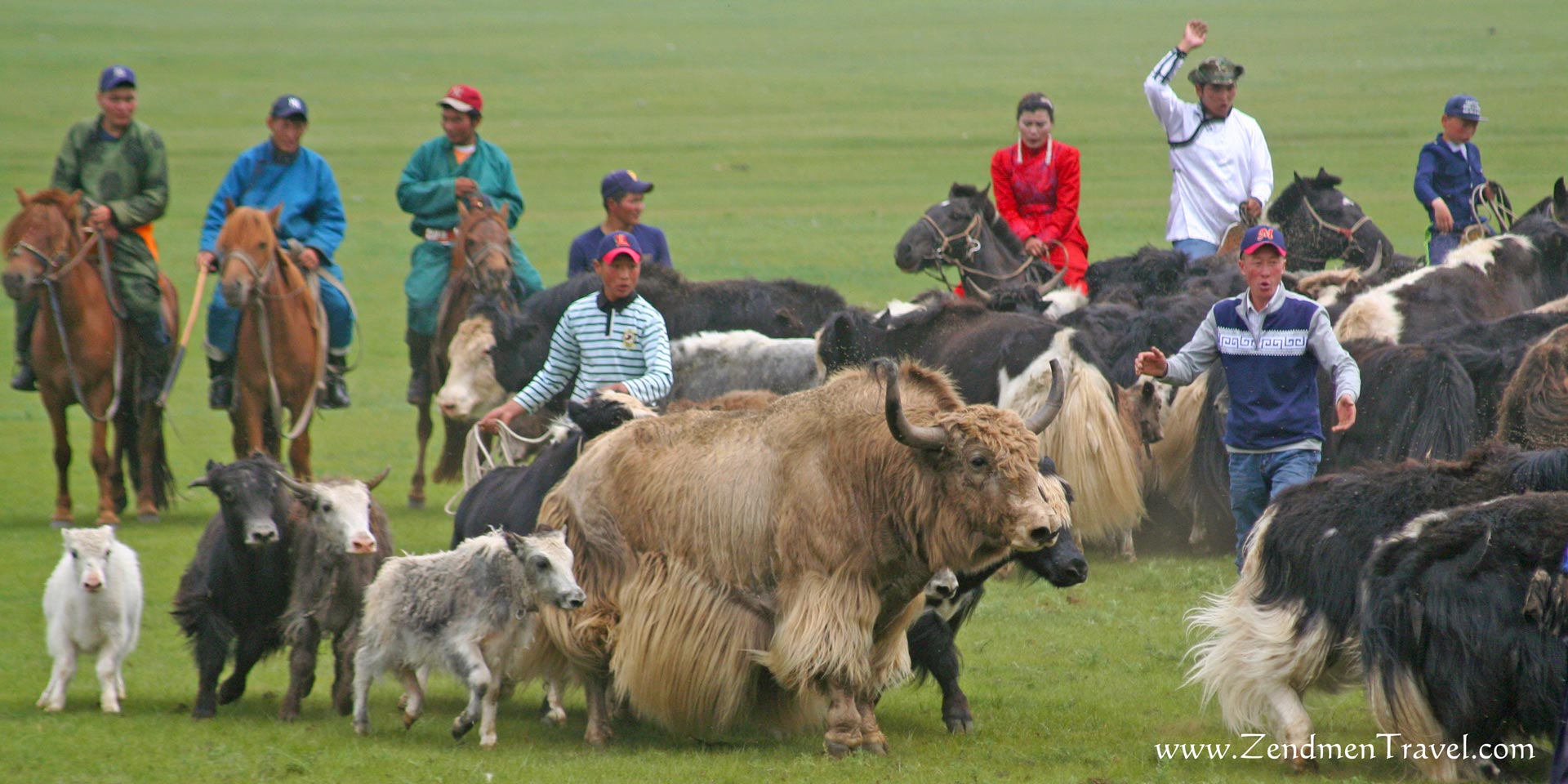 yak lassoing