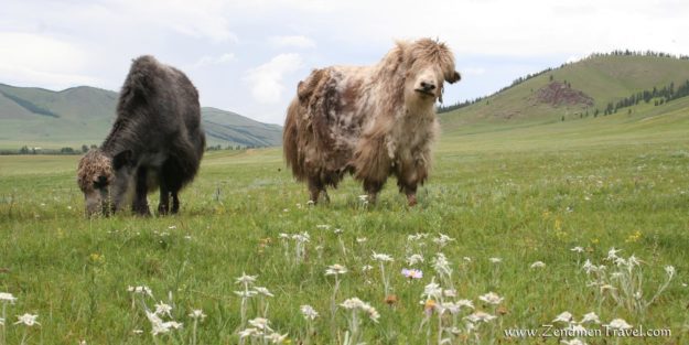 yaks