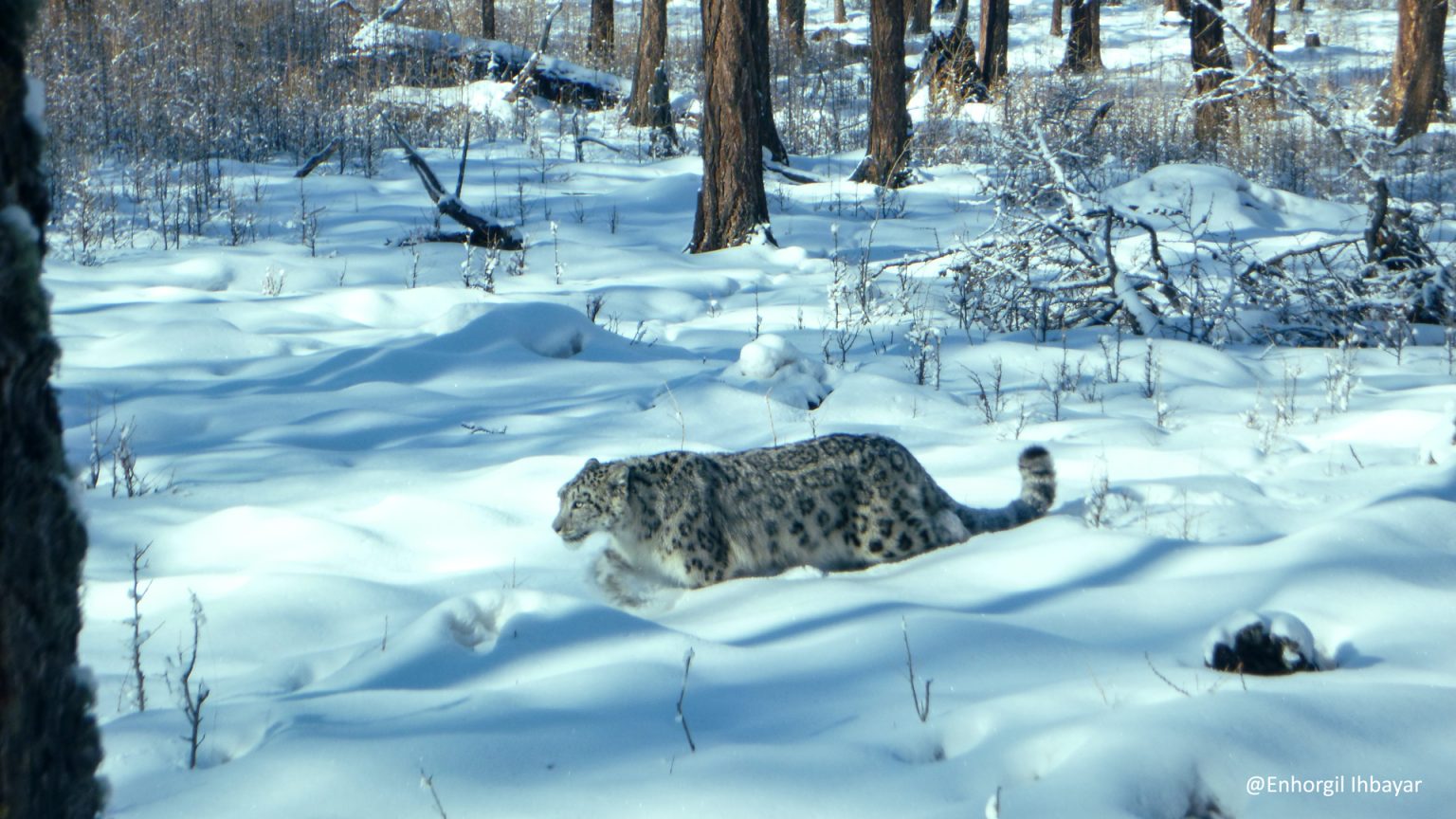 Recent update on Snow leopard population | Mongolia Tours