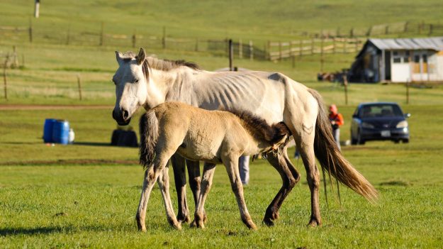 Mongolian horses