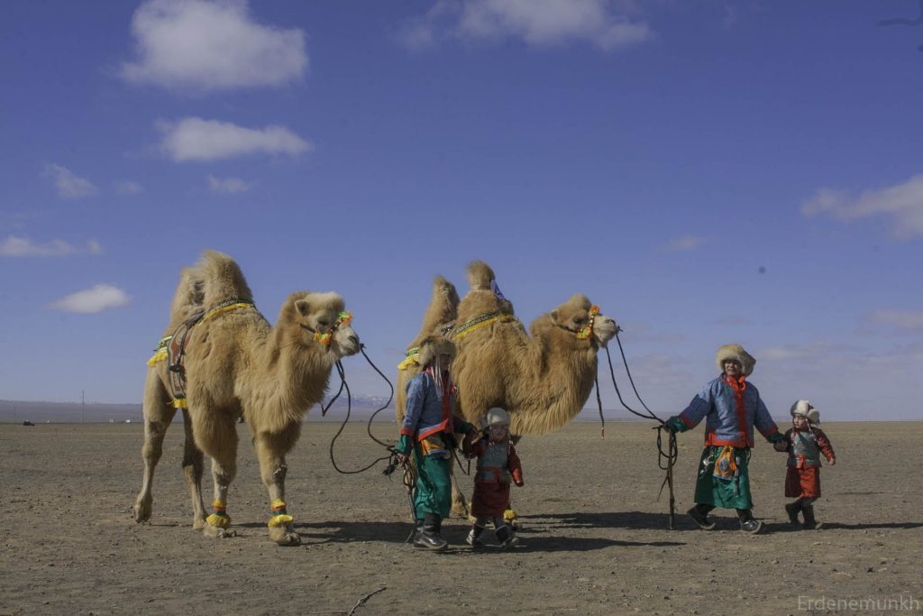 Camel festival in Mongolia