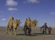 Camel festival in Mongolia